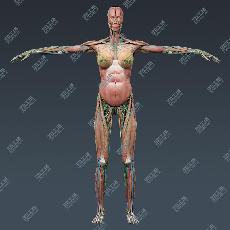 images/goods_img/20210113/Human Female Anatomy - Body, Muscles, Skeleton, Internal Organs and Lymphatic/4.jpg